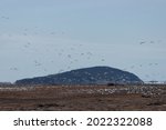 A Large Group Of Snow Goose...