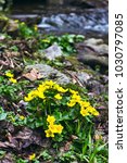 Small  Yellow Spring Flowers In ...