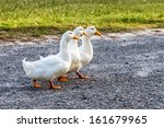 Are Your Ducks In A Row 