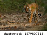 Royal Bengal Tiger From India 