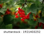 On the branch bush berries are ripe redcurrant (Ribes rubrum)