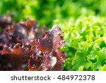 Salad Leaf. Lettuce Salad Plant ...