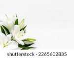 Branch of white lilies flowers. Mourning or funeral background.