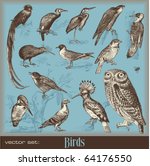 Vector Set  Birds   Variety Of...
