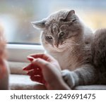 Small photo of A large beautiful blue-eyed cat touches a female hand with its paw. Taming, interaction, love of a person and a pet