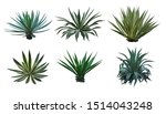 Agave Collection Isolated On...