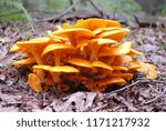 Jack O Lantern Mushroom Colony