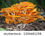 Jack O Lantern Mushroom Cluster