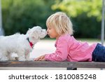 Child, cute boy, playing with dog pet in the park, maltese dog and kid enjoying walk together