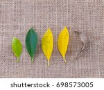 leaf of different age  young... | Shutterstock . vector #698573005