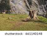 Tree Stump On Green Grass In A...