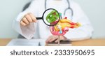 Small photo of Doctor with human Pancreatitis anatomy model with Pancreas, Gallbladder, Bile Duct, Duodenum, Small intestine and magnifying glass. Pancreatic cancer, acute pancreatitis and Digestive system
