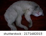 White Cat Sleeping On The Table