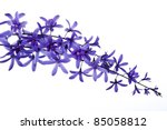 A Spray Of Lilac Flowers ...