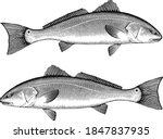Illustration Of A Red Drum Fish ...