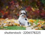 portrait of dog puppy biewer terrier in autumn