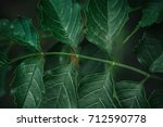 green leaf on a green background | Shutterstock . vector #712590778