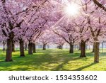 Cherry Blossoming Trees And Sun ...