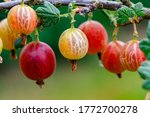 Ripe Gooseberries Berries On A...