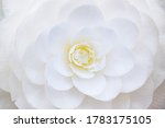 White Perfect Camellia Flower ...
