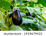 Eggplant plant growing in Community garden. Aubergine eggplant plants in plantation.  Aubergine vegetables harvest. Eggplant fruit and green leaves