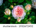 Pink Rose Flower Var. Pastella. ...