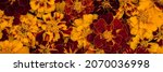 Tagetes Flowers Wall Background ...