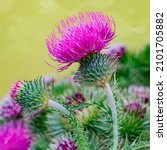 Small photo of Pink Blessed milk thistle flowers, close up. Silybum marianum herbal remedy. Marian Scotch thistle blossoms. Mary Thistle flower. Cardus marianus bloom