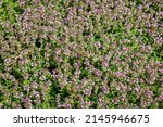 Small photo of Thymus vulgaris flowers grow in apothecary garden. Plantation herbal field with flowering Thymus serpyllum plants. Breckland wild thyme purple flowers in summer meadow. Many small pink flowers