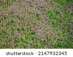 Small photo of Thymus vulgaris flowers grow in garden. Plantation herbal field with flowering Thymus serpyllum plants. Breckland wild thyme purple flowers in summer meadow. Many small pink flowers
