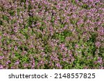 Small photo of Thymus vulgaris flowers in apothecary garden. Plantation herbal field with flowering Thymus serpyllum plants. Breckland wild thyme purple flowers in summer meadow. Many small pink flowers