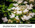 White Hydrangea Paniculata ...