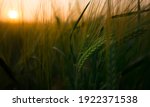 A closeup of a farm grain crop as it grows in a field during a beautiful sunrise in a rural countryside setting. Soon it will be harvest season and the farmers will collect the seasons wheat crops.