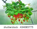 Potted Garden Red Strawberry With Many Riped Berries Hanging In Greenhouse, Closeup