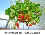 Potted Ripe Strawberry With Many Berries Hanging In The Greenhouse, Closeup
