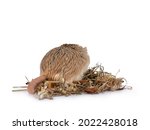 Small photo of Cute fat tailed Gerbil standing backards on wood snipers. Showing tail. Isolated on a white background.
