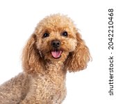 Small photo of Head shot of adorable young adult apricot brown toy or miniature poodle. Recently groomed. Sitting side ways facing camera with mouth open showing tongue. Isolated on a white background.