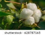 Mature Cotton