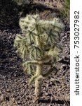Small photo of This small cholla looks cute but is one of the meanest plant in the desert.