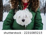 Small photo of Pet care in winter cold season. Woman warming her Maltese dog in her jacket. Faceless woman and cute dog walking, having fun outdoors in winter snowy park nature background.