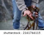 freshly foraged seaweed from an English beach (kelp oarweed)