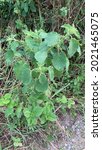 Small photo of Green hairy leaf on tree of Mesosphaerum suaveolens, synonym Hyptis suaveolens, the pignut or chan
