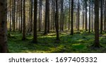 Panorama Of Green Forest...