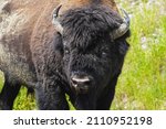 Portrait of wild bison, British Columbia, Canada