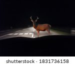 Caution   Deer Crossing In...