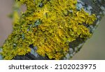 Small photo of Xanthoria parietina, foliose, fungus, leafy, lichen common names common orange lichen, yellow scale, maritime sunburst lichen and shore lichen. In sunlight for texture nature background layer