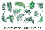 Set Of Various Palm Leaves....