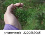 Hand with green pine needles close-up against the forest background. Concept of protecting the environment and green planet.