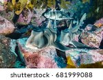 port jackson shark in kelp beds montague island nsw australia