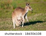 Kangaroos In The Wild